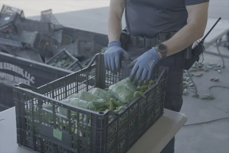 «Pour attraper un contrebandier»: CBP trouve 31 millions de dollars de méthamphétamine dans une charge de piments (clip exclusif)