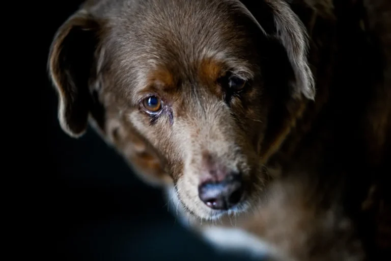 Puppy Bowl XXII lance le tout premier spectacle de mi-temps pour chiens seniors le 8 février 2026