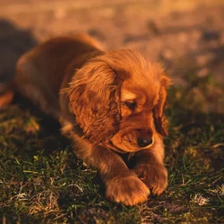 Le cocker du prince William et de la princesse Kate est adorable, mais les fans devraient y réfléchir à deux fois avant d&rsquo;en adopter un, selon un expert