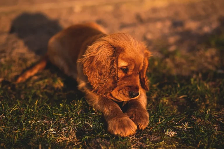 Le cocker du prince William et de la princesse Kate est adorable, mais les fans devraient y réfléchir à deux fois avant d'en adopter un, selon un expert